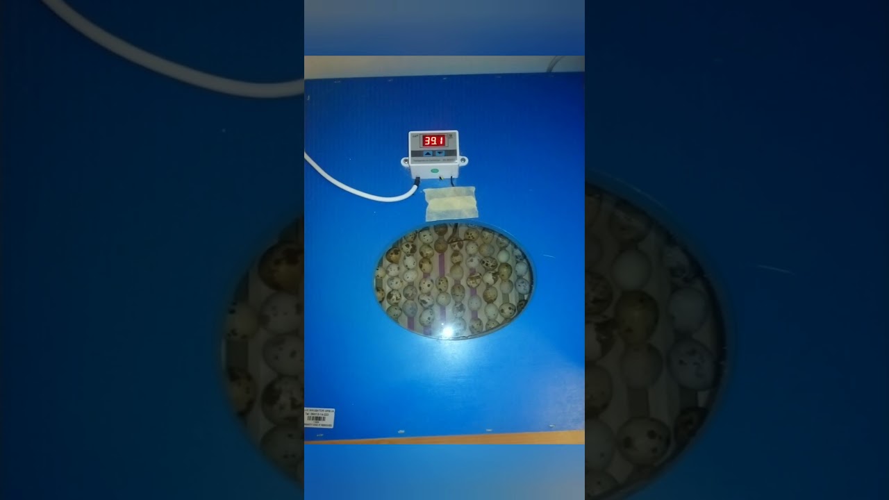 Prepelice (gajenje prepelica, izleganje)...