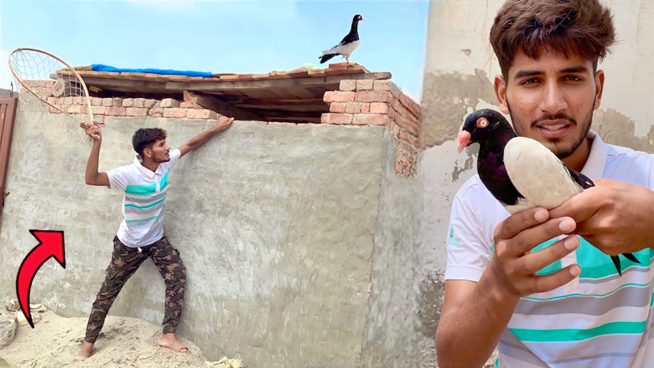 Aj Hum Ne Nayab Kbooter Pkra |How to a Pigeon|| Hammad pet house