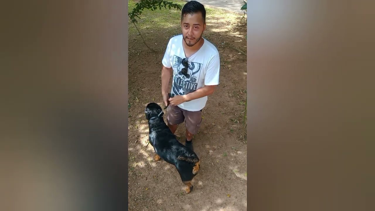 adestramento comportamental de rottweiler Pandora parte 1!!!