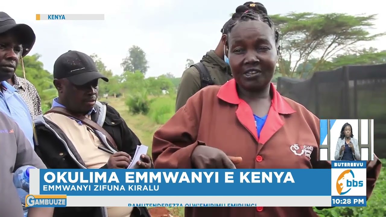 Okulima Emmwanyi e Kenya ,  Bannakenya Bazudde Ekyama era Kati buli Muntu Alina Emmwanyi