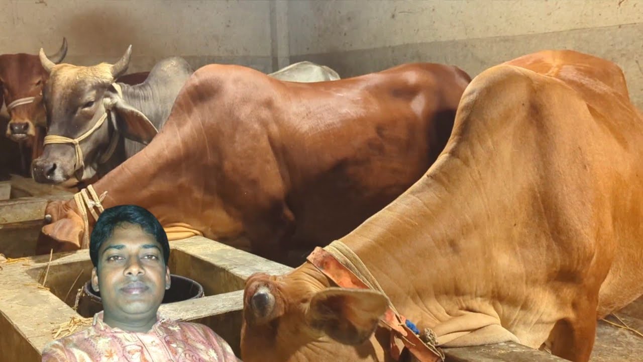 আমার খামারের নতুন কালেকশান গুলো চলে আসছে। নওগাঁর মোস্তাফা ভাই এর গোয়াল ঘর || #গরুর_হাট 