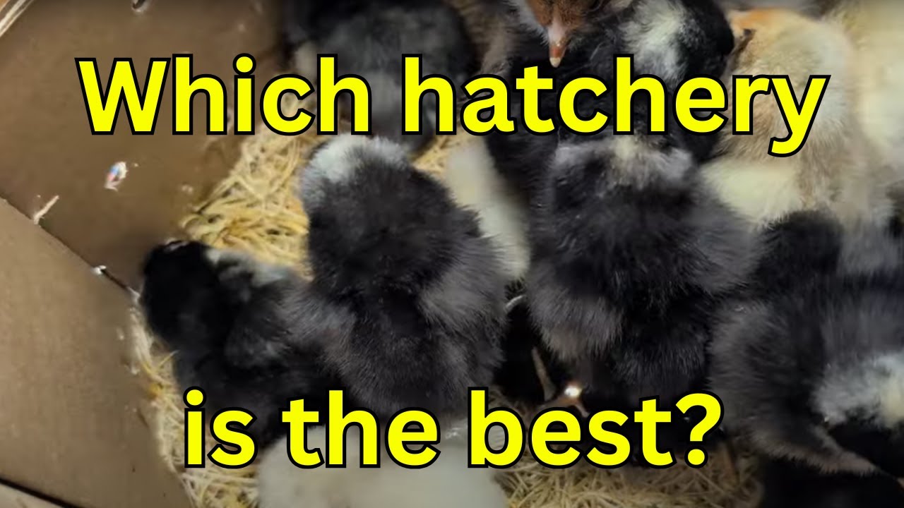 Finally! Cackle Hatchery vs McMurray Hatchery vs Hoover Hatchery / North 40 Review!