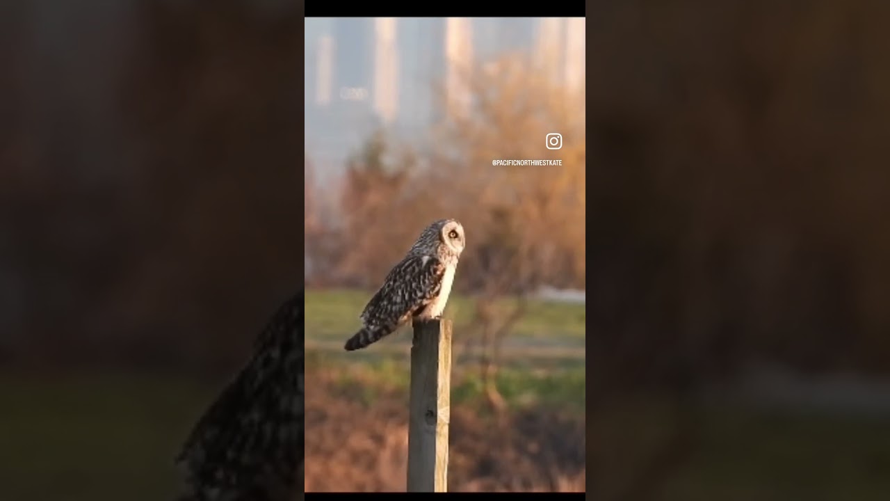 Short eared owl in the big city - documenting #urbanwildlife in YVR 🇨🇦 visit my Patreon for more
