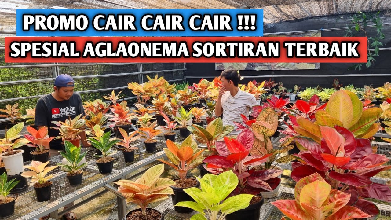 Spesial aglaonema sortiran terbaik & banyak promo !!!