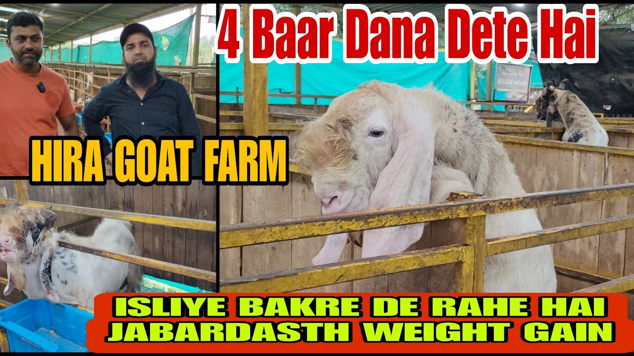 Hira Goat Farm De Rha Hai Jabardast Weight Gain Bolke Nhi Tol K Dikhaenge Panvel