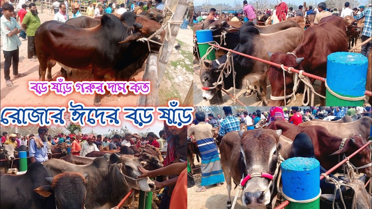 রোজার ঈদের ষাঁড় গরুর হাট // গরুর হাটের নিউ ভিডিও // দেশি গরুর হাট // দেশি গরুর দাম // ১২-০২-২০২৬///