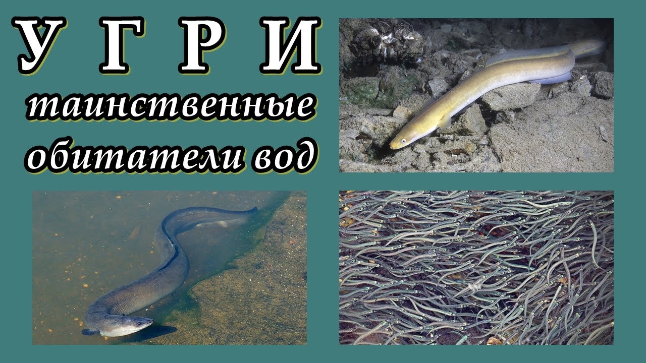 УГРИ - Таинственные обитатели вод
