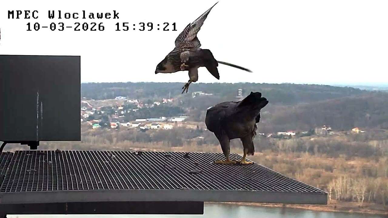 Zazamka i Odys - Włocławek 10.03.2026