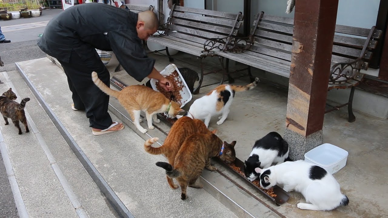 福井県の「猫寺」御誕生寺