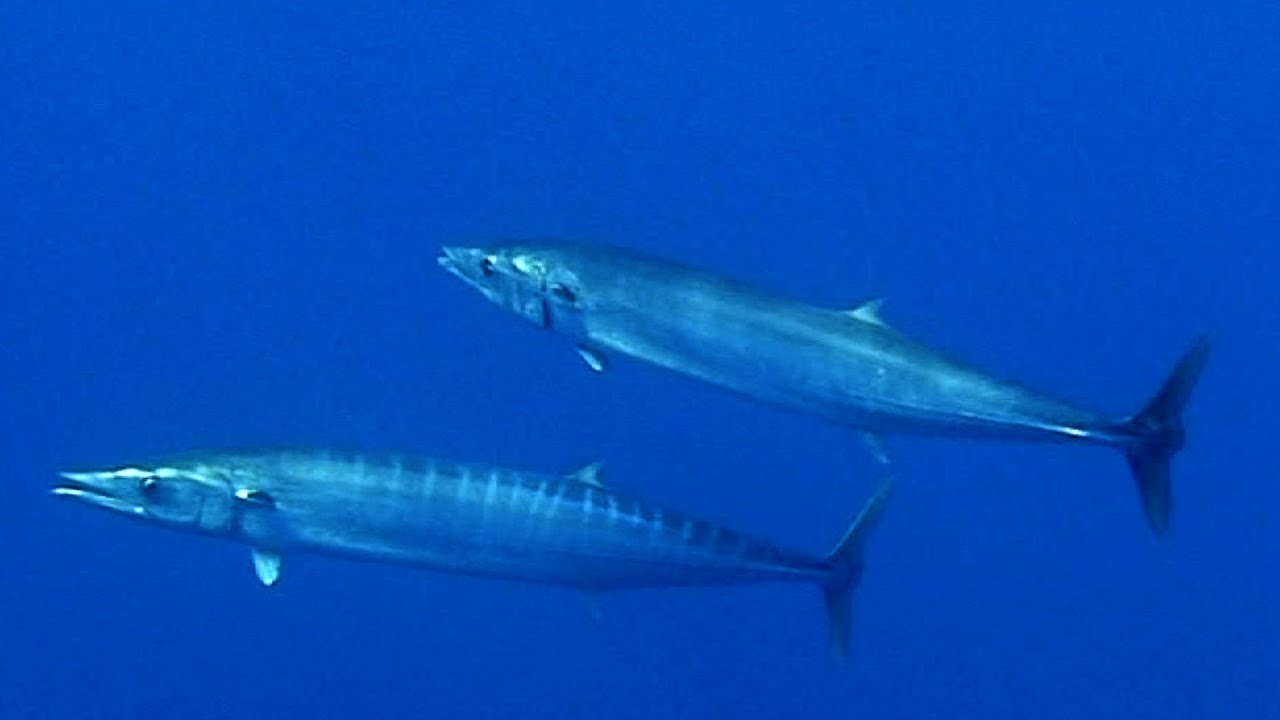 Top shot spearfishing No 4: wahoo. Top chasse sous-marine No 4: thon banane.