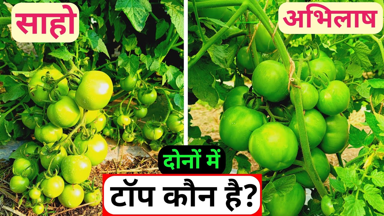 सिंजेंटा साहो और सेमिनिस अभिलाष में कौन बेस्ट है? / Saho and abhilash which is best tomato variety