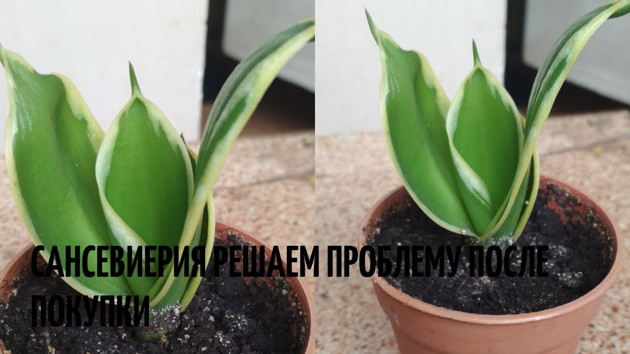 Сансевиерия после покупки срочно нуждается в пересадки . В чём причина ?