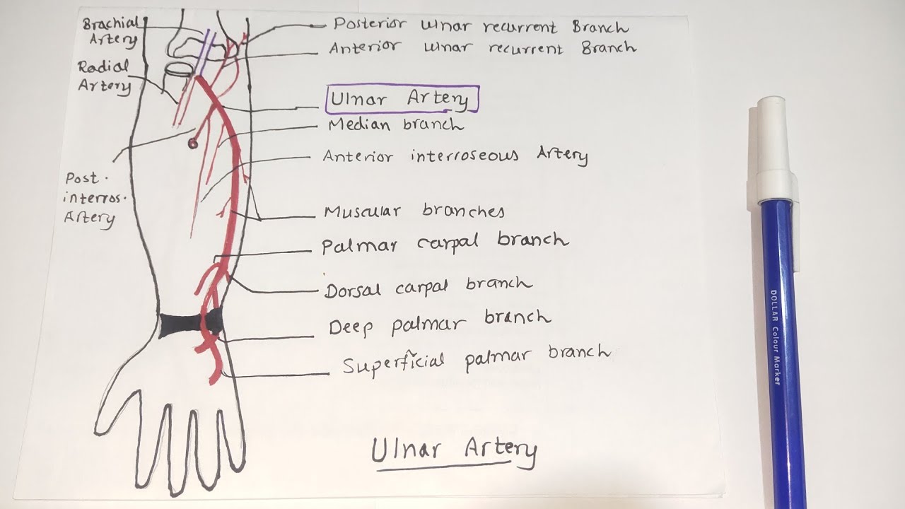 Ulnar Artery | Upper Limb | Blood Supply Part-5 | Dr. Ali