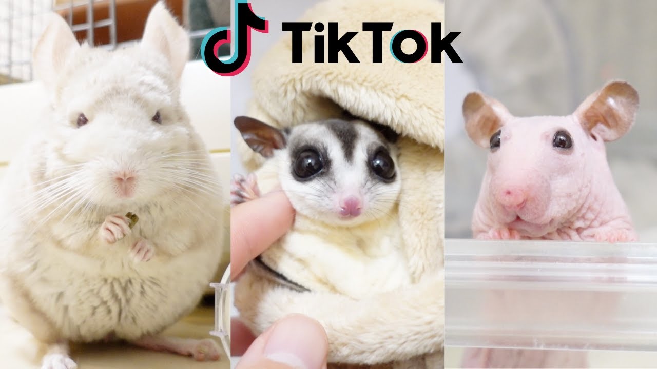 【100万回再生】TikTokでバズったペットたちの人気動画集！！