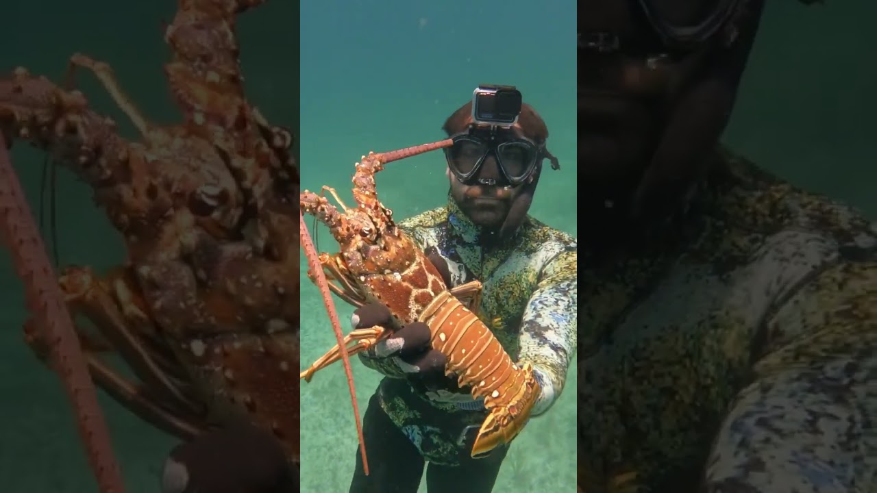 Have a great day everyone, and enjoy these videos from the sea!