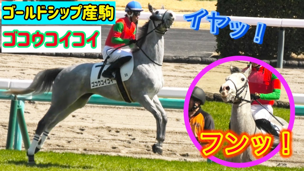 【ゴールドシップ産駒】父譲りの気難しさが出てきちゃった？ゴコウコイコイ