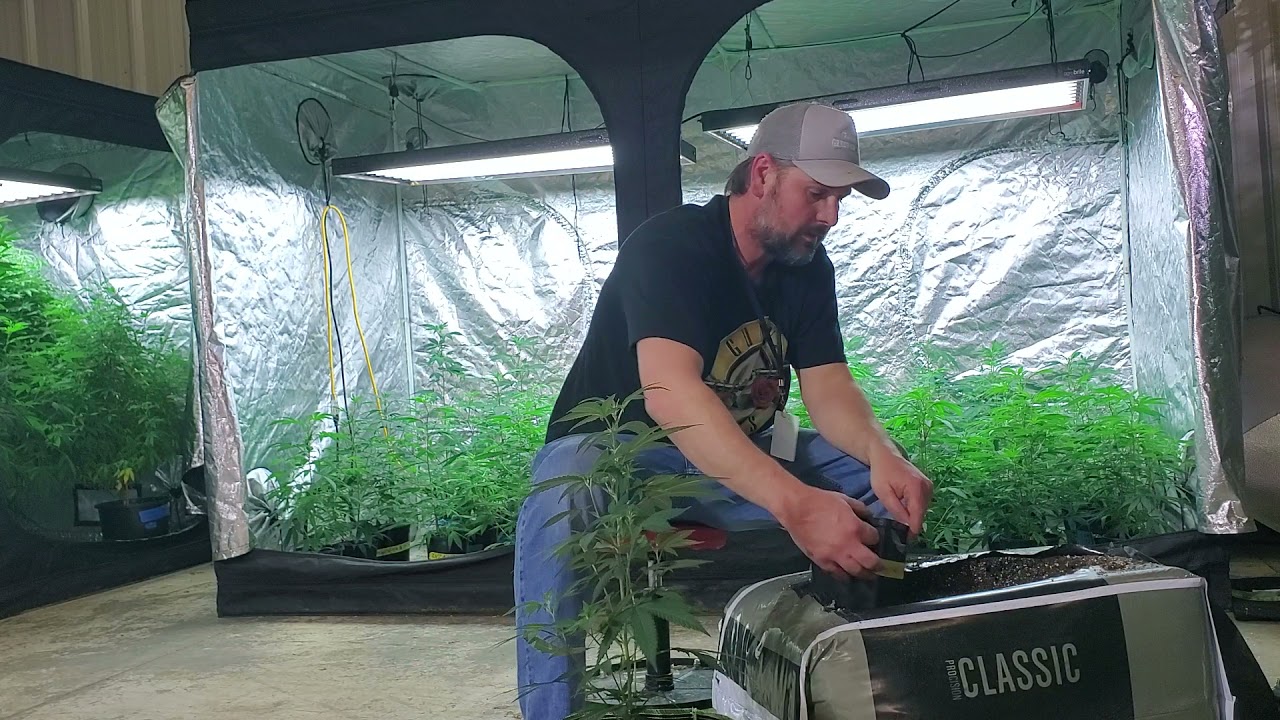 making transplants into a 5 gallon fabric pot