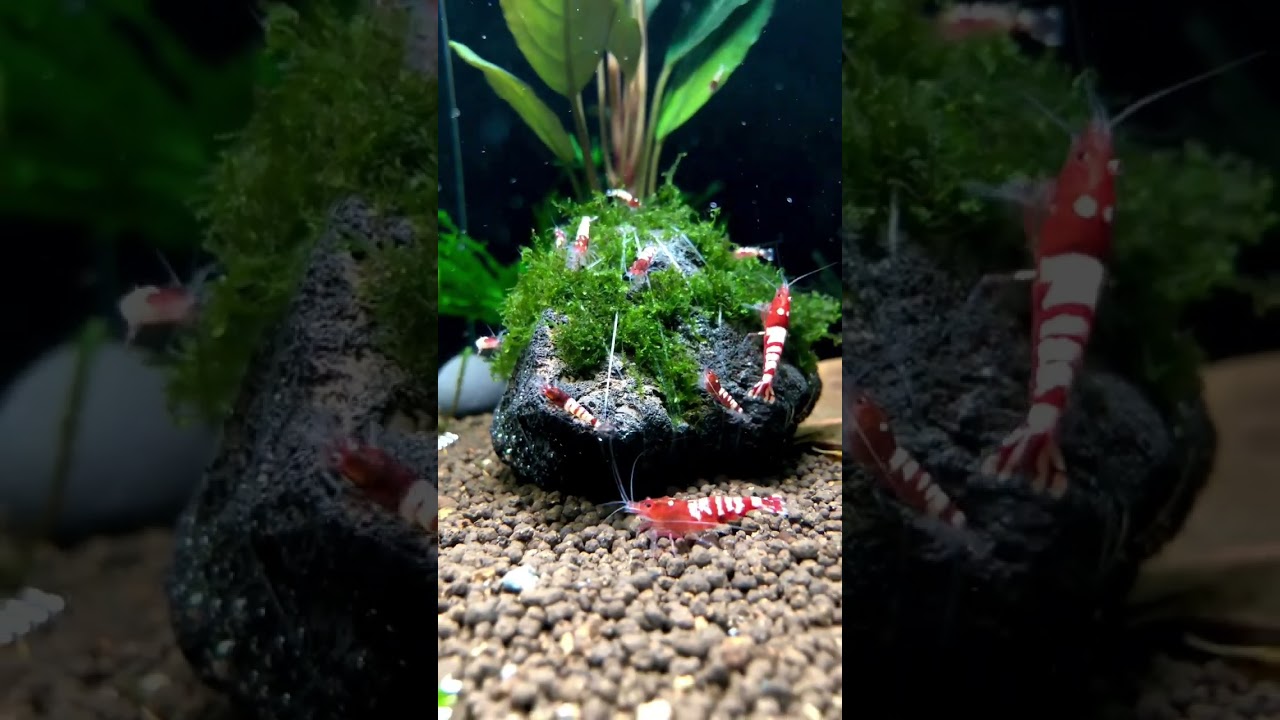 Red Pinto Zebra #caridina                  #kallaxaquarium #garnelen #bucephalandra #aquarium