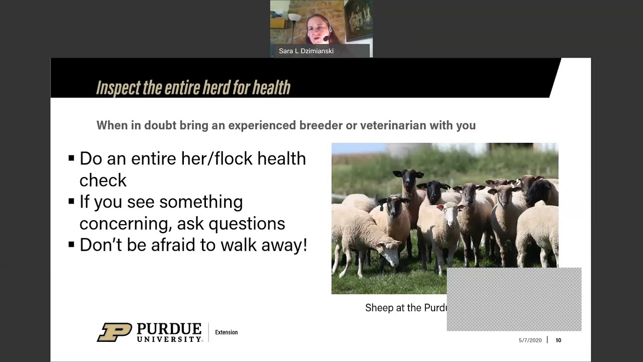 Small Ruminant Disease Prevention and Management 20200507 1600 1
