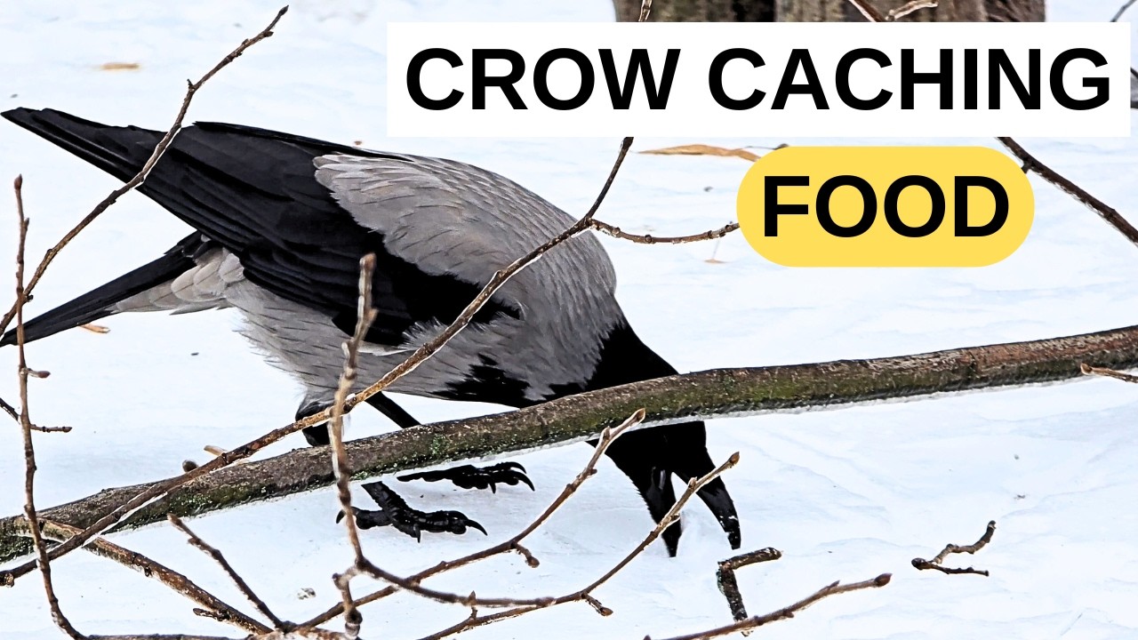 Smart Crow Hides Food in Snow (Peanuts & Kibble) | Winter Caching Behavior