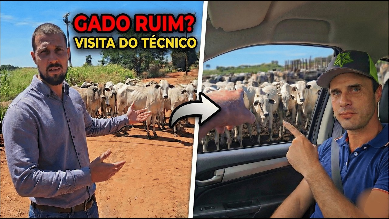 O GADO É RUIM? A VISITA DO TÉCNICO FOI IMPORTANTE