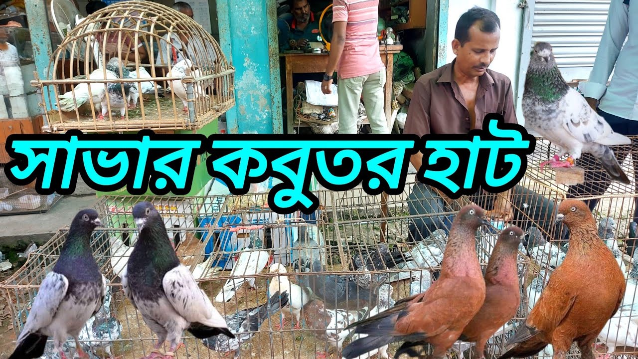 সাভার কবুতর হাট। অনেকদিন পর চিলা কবুতর দেখলাম। সবুজ বালা কবুতরের দাম কত। Savar pigeon market 