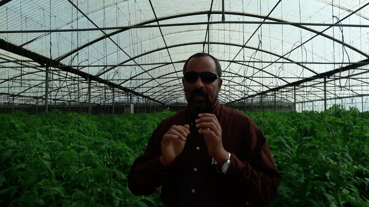 الفديو الاول عن زراعة الطماطم الأرضية