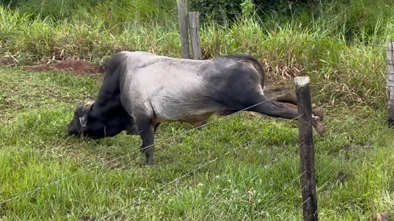 NÃO DA DE ACREDITAR O QUE ACONTECEU COM NOSSO BOI MANSO 