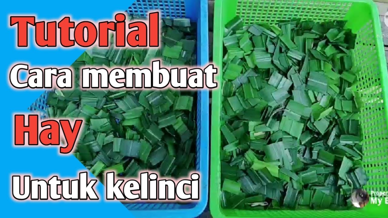 Cara membuat hay rumput odot | My Bunny