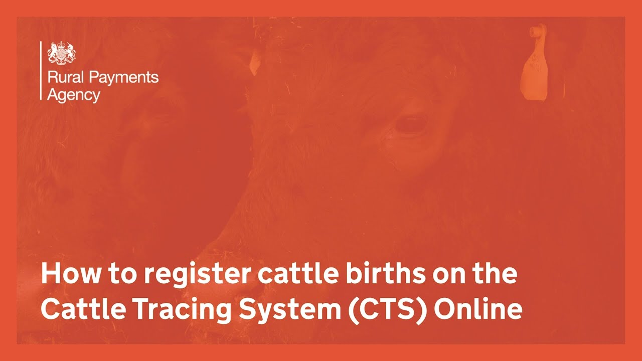 How to register cattle births on the Cattle Tracing System (CTS) Online