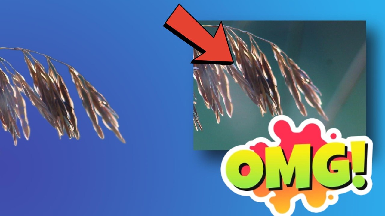 Can you see it?