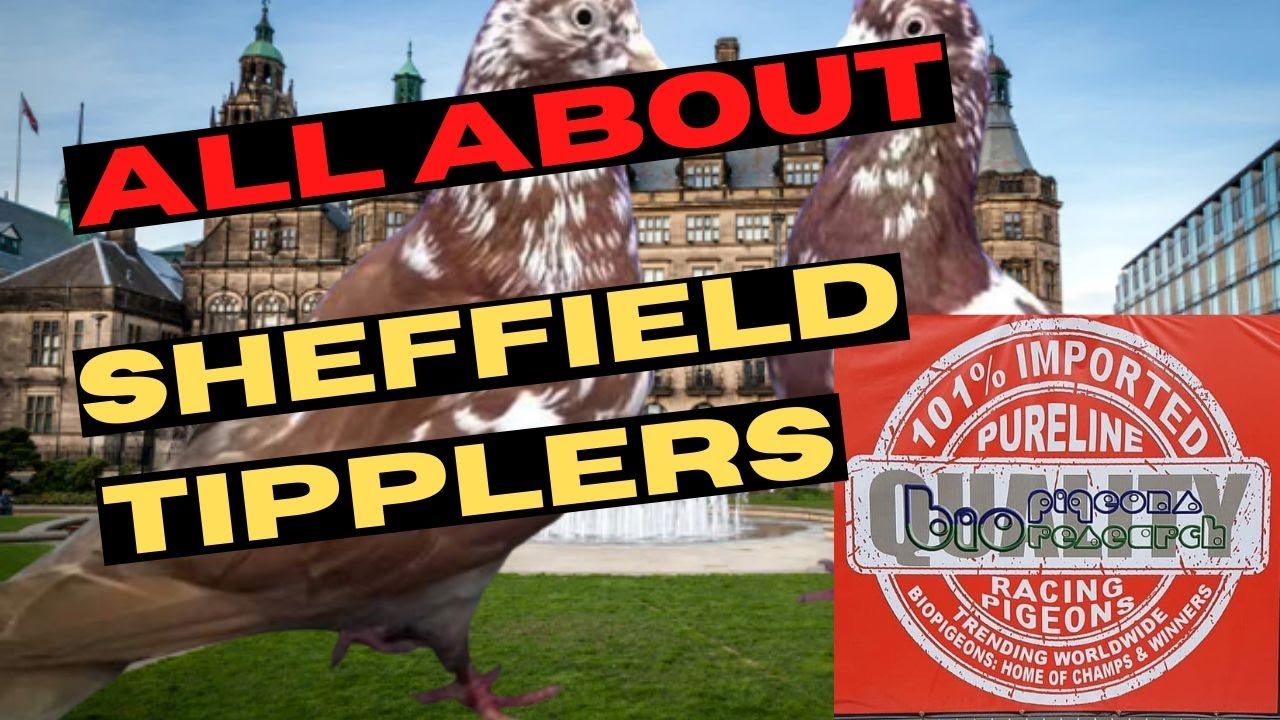 ALL ABOUT SHEFFIELD TIPPLERS