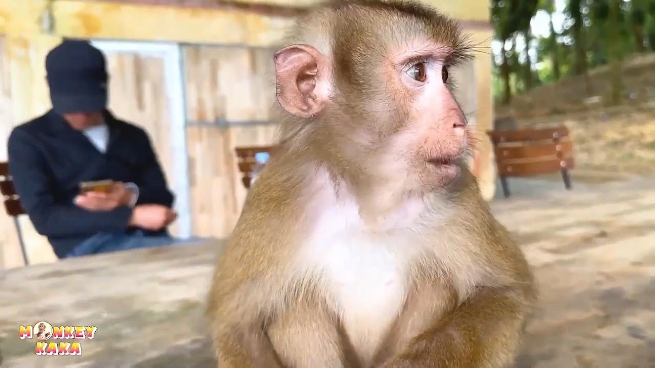 Monkey Kaka probably really wants to go back home to his family, but how?