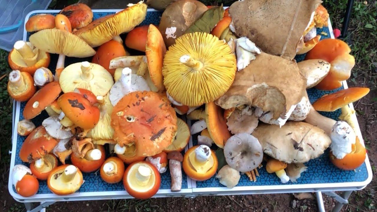 İmparator mantarı avında zirve - Yok böyle bir bolluk - Şile İmparator mantar avı