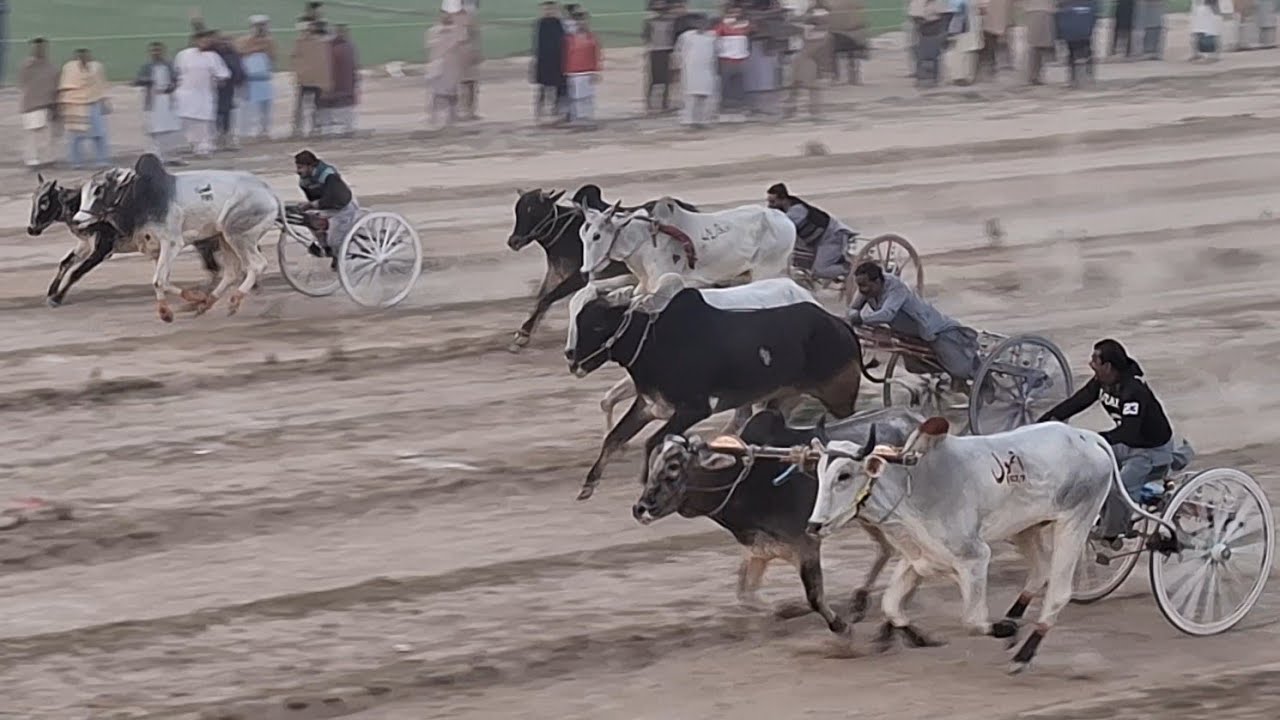 Bailgadi race in punjab | Ground 228GB Naradada | 18th January 2026 | Traditional and old punjab