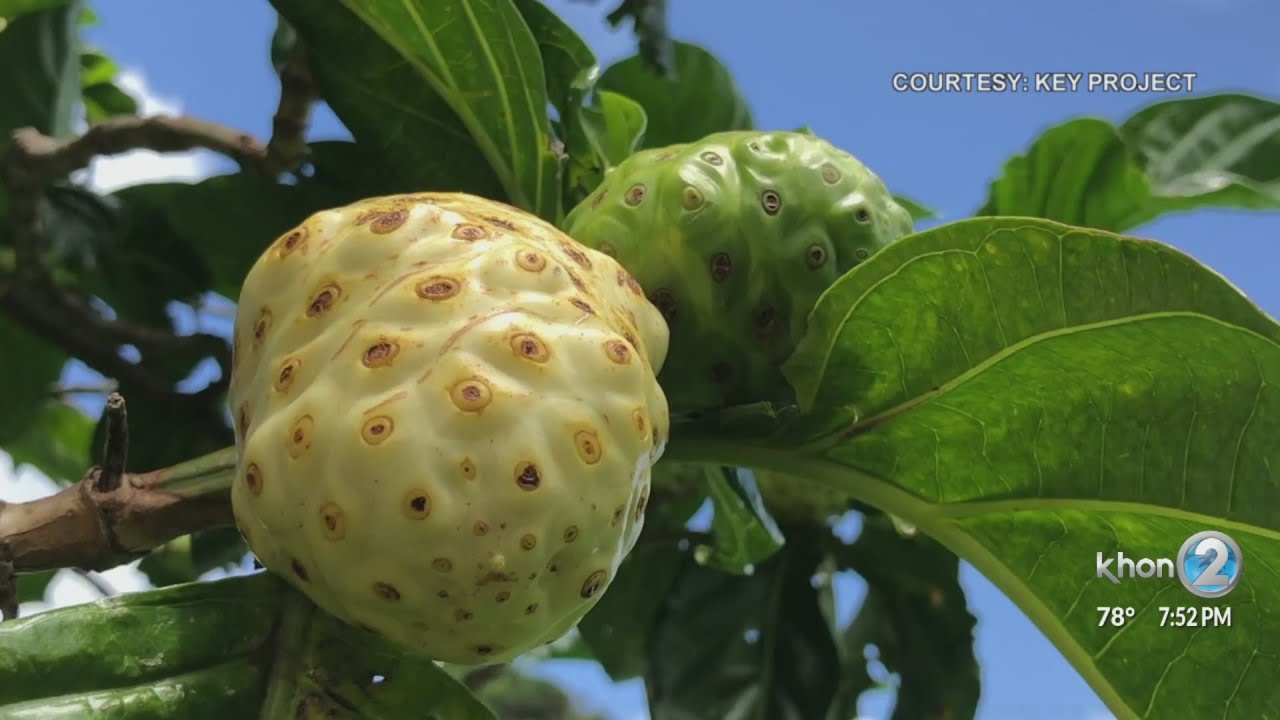 Noni known for health benefits