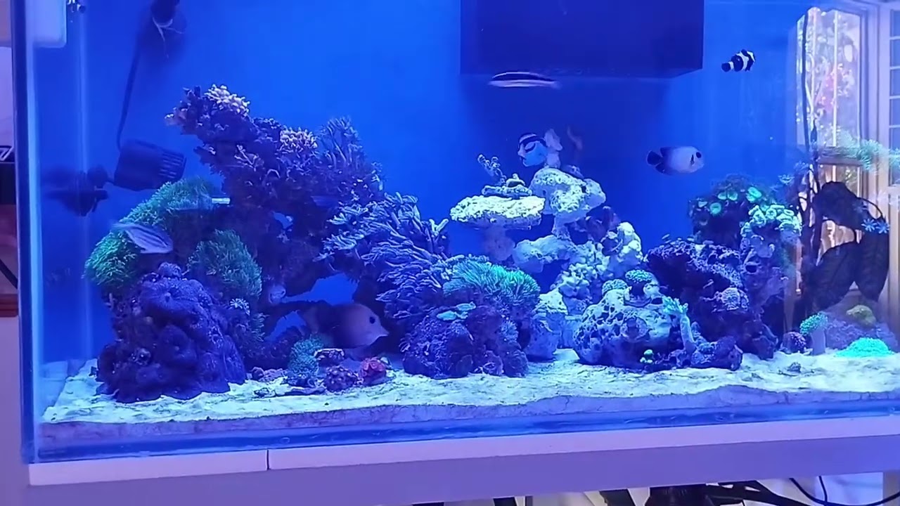 Acuario marino de 200 a 300 litros Carlos Chihuahua 