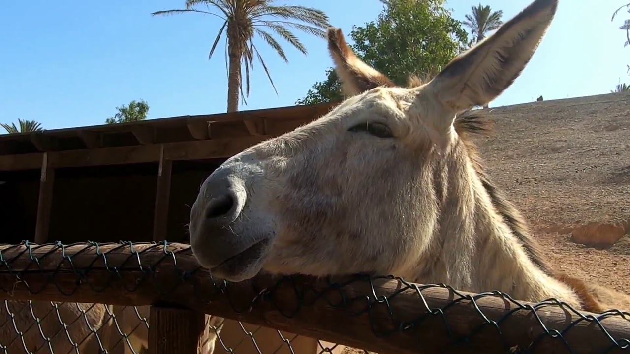 Oasis Park - Fuerteventura