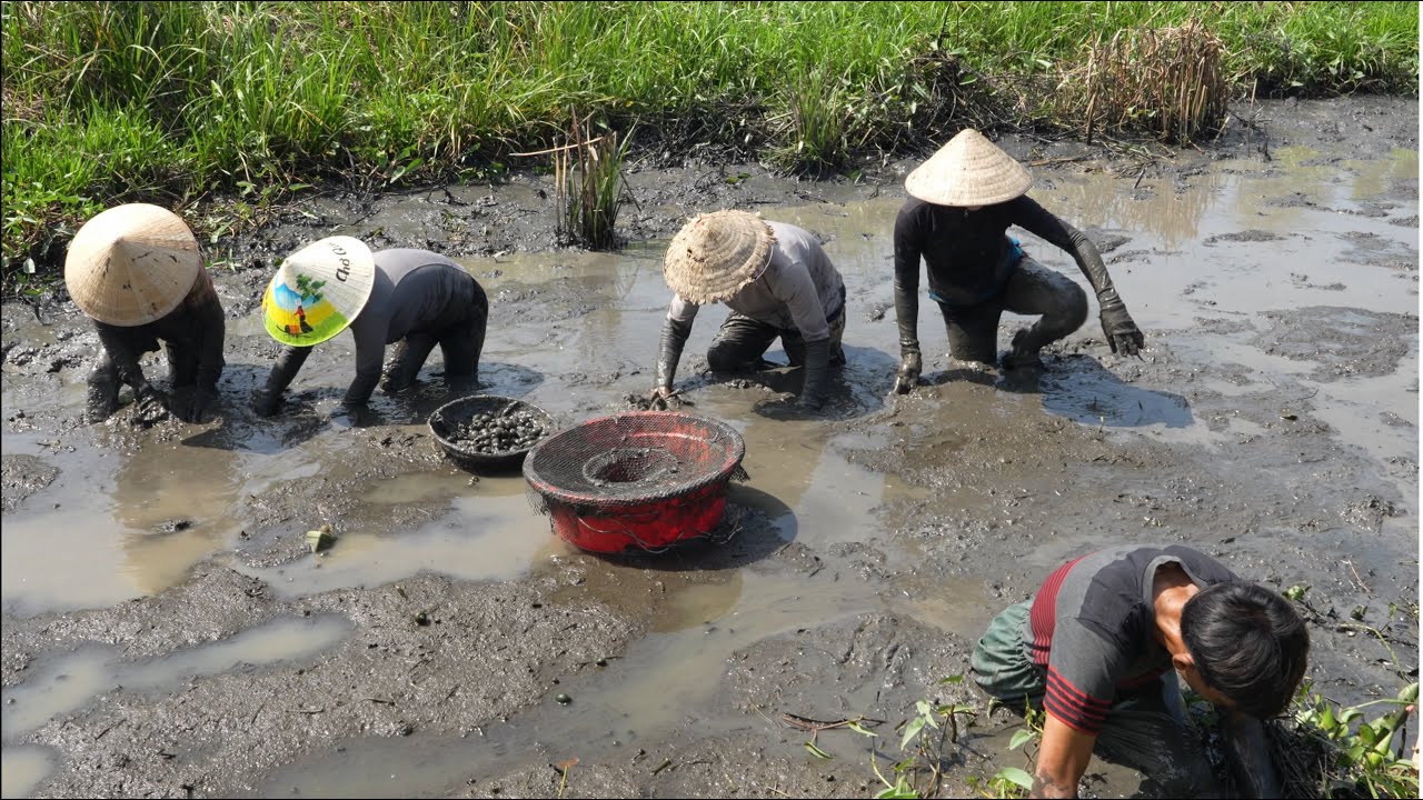 1814 / Bơm cái mương bỏ hoang bắt cá