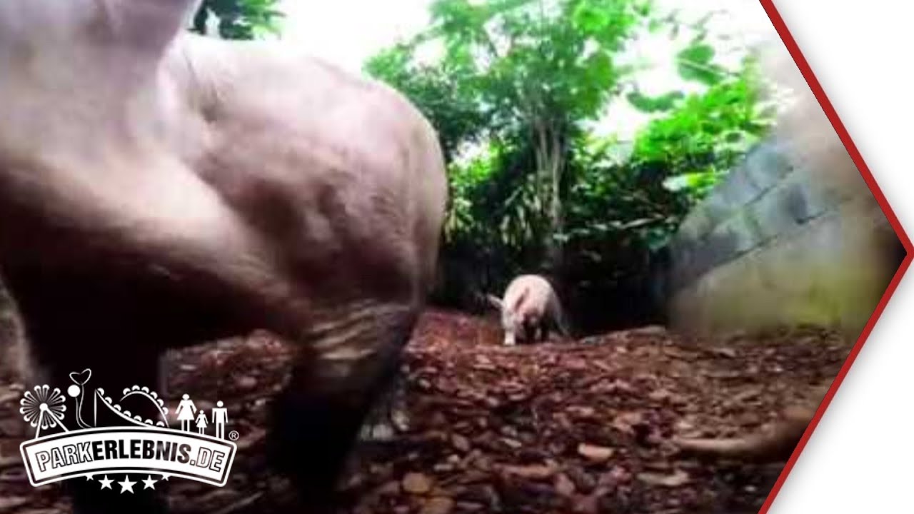 Erdferkel-Baby 2018 in Burgers' Zoo