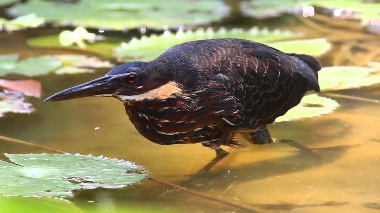 Black Bittern(3)
