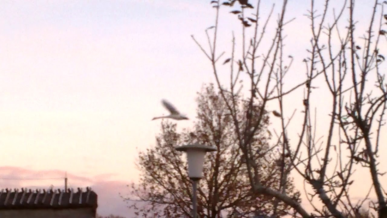 Schwanenflug &Uuml;bung 🤗