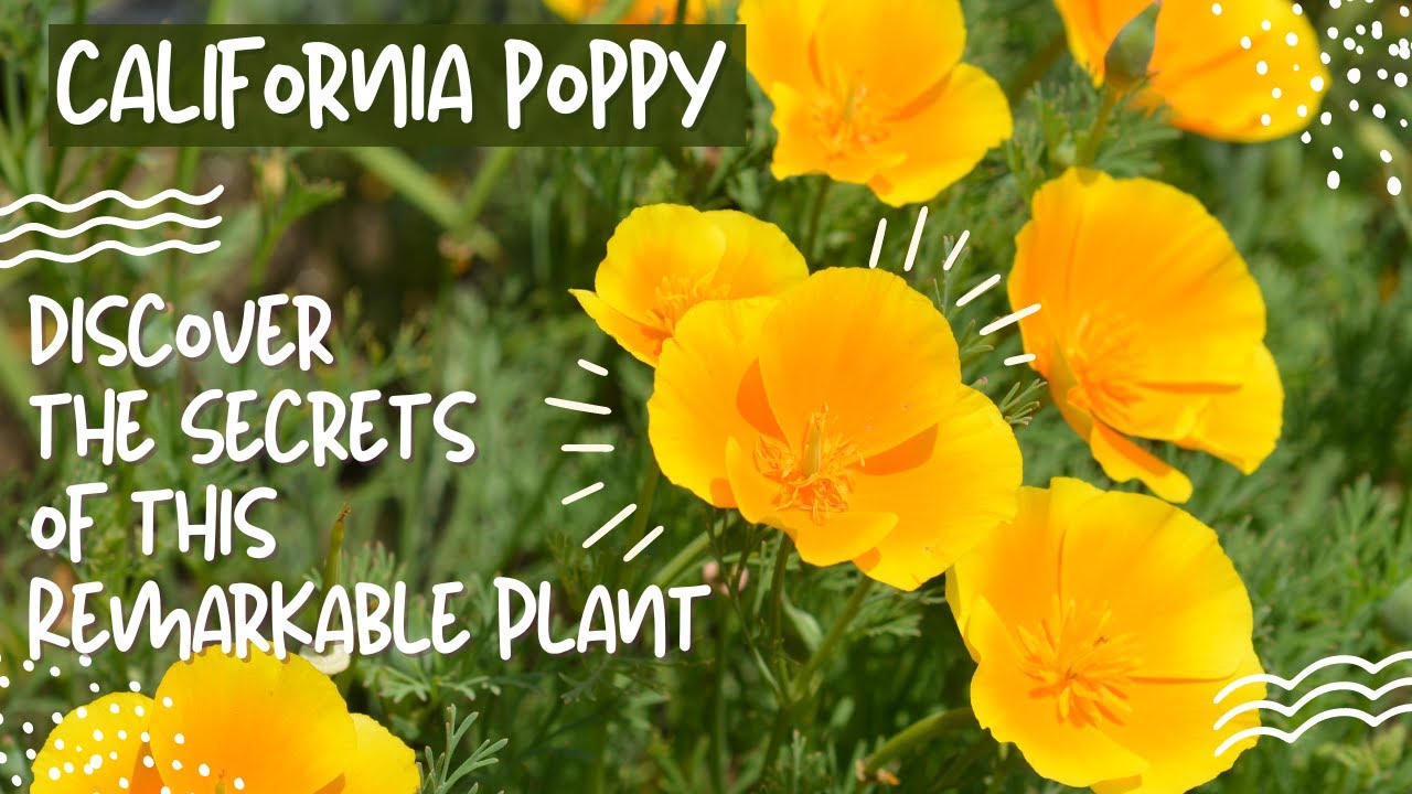 California Poppy Herb: Unveiling the Health Secrets of California Poppy!