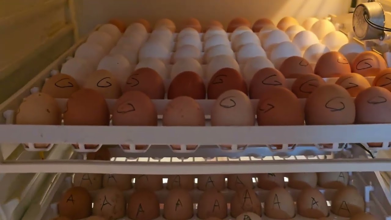 El Yapımı Kuluçka Makinesi 1. Gün | Yumurtalar Yerleştirildi.