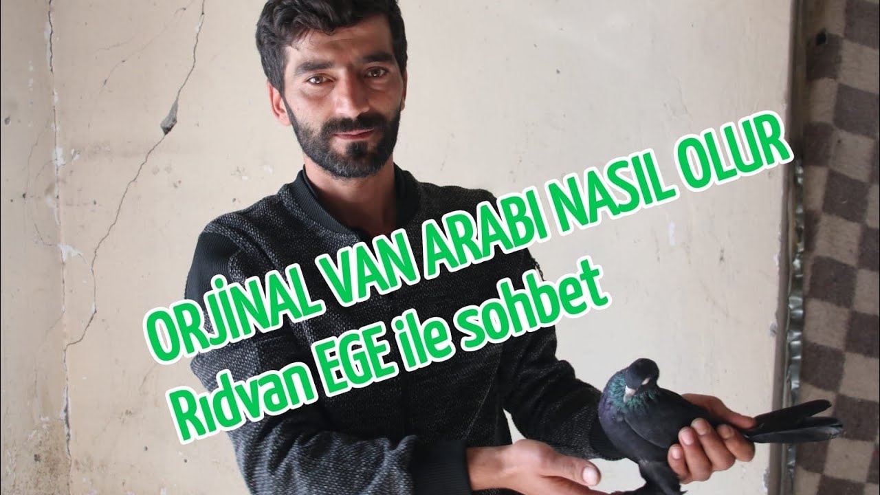 Van Arapları / Nesilden nesile gelen soy;  Rıdvan EGE ve İbrahim EGE 'nin güvercinleri!!