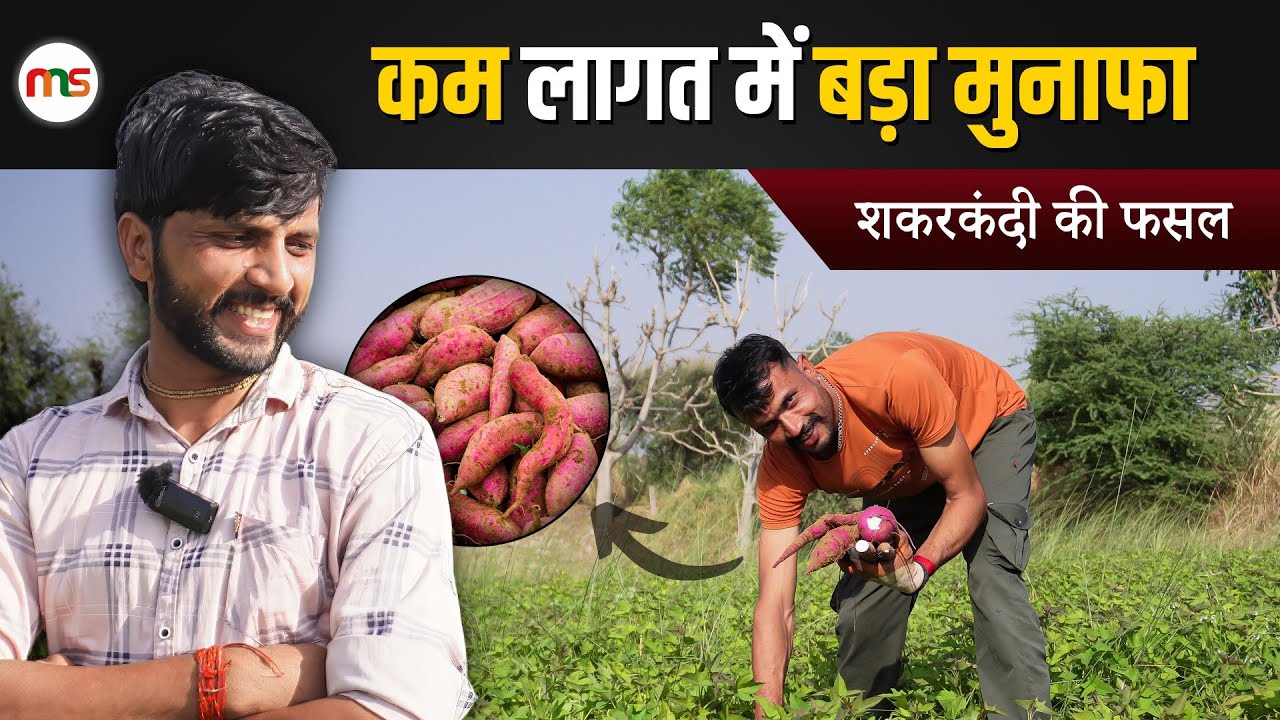 शकरकंदी की खेती में कम लागत में बड़ा मुनाफा || Sweet Potato Farming || Meeting Sitting #sweetpotato
