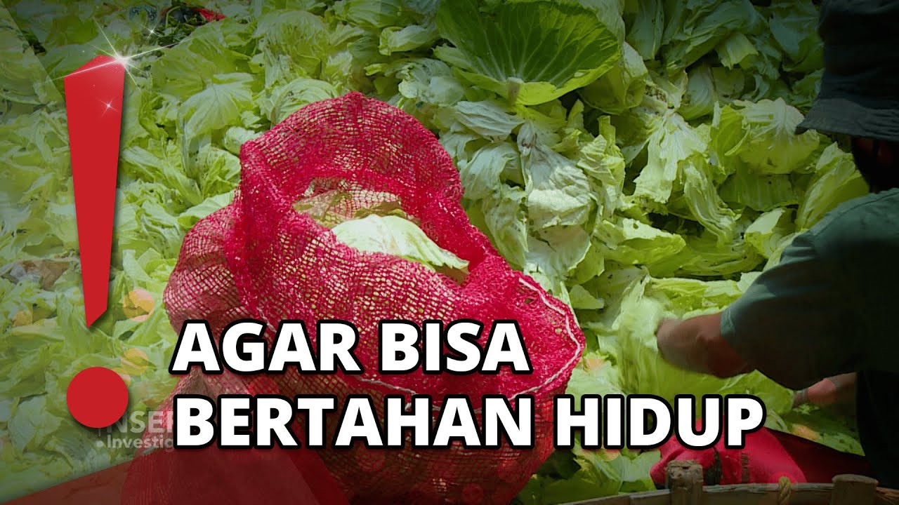 Kisah Bu Ayu Pemulung Sayuran di Kramat Jati: demi Keluarga
