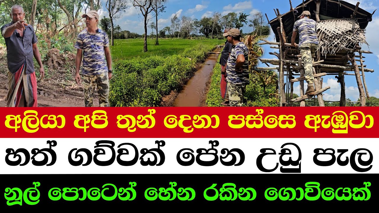 අලියා අපි තුන් දෙනා පස්සෙ ඇඹුවා | හත් ගව්වක් පේන උඩු පැල | නූල් පොටෙන් හේන රකින ගොවියෙක්