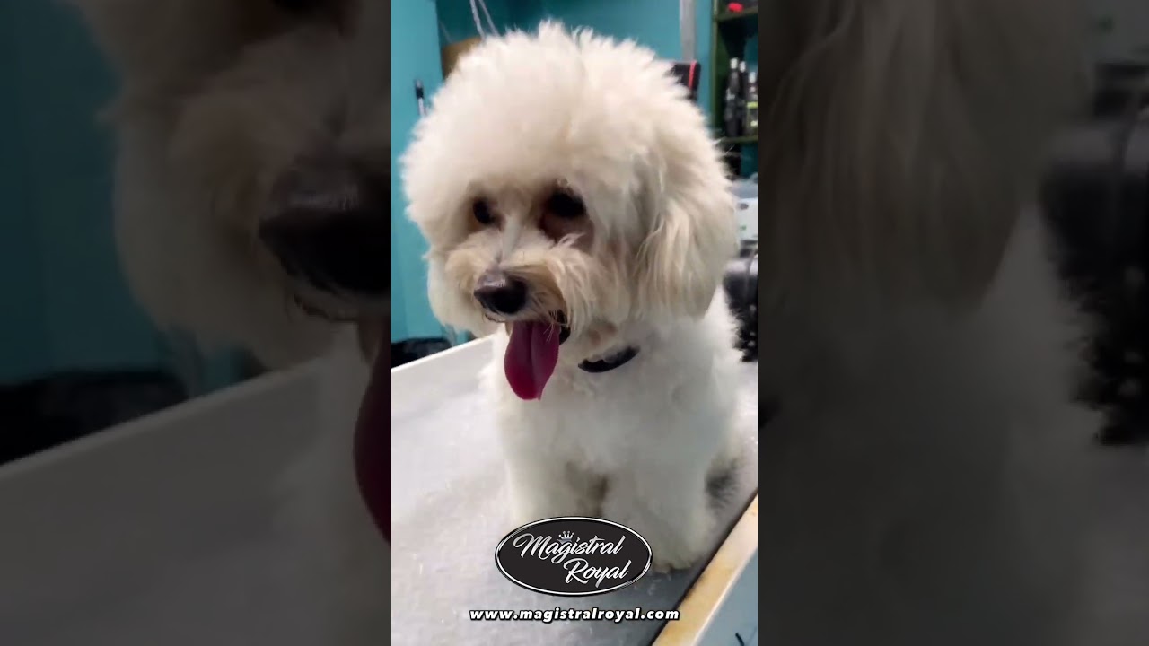 Esta perrita ten&iacute;a MUCHOS NUDOS - Magistral Royal