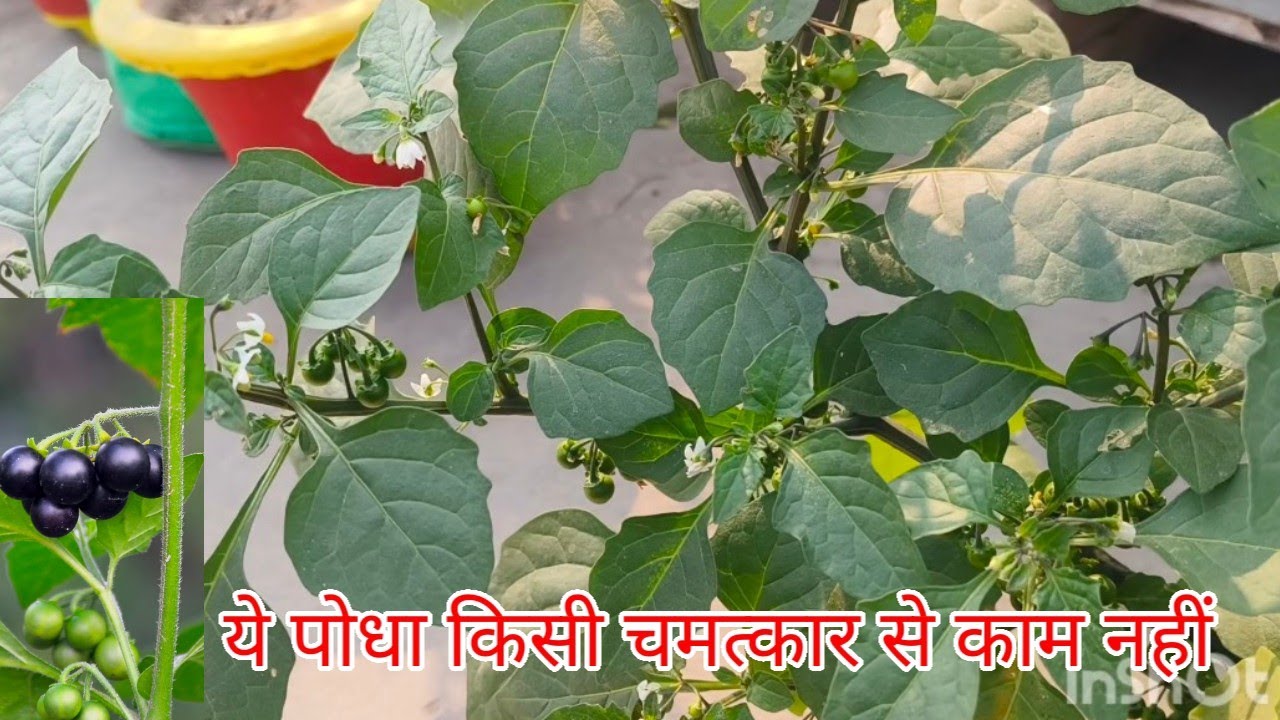 Makoi ke podhe ki ayurvedic gun|Herbal Plant|Black nightshade plant care tips